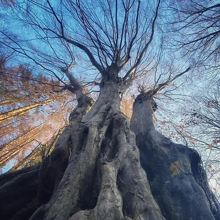 Bed & Breakfast Nidwazo - &